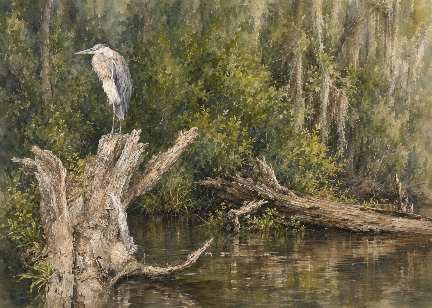 Great blue heron standing on a cypress stump in a quiet swamp