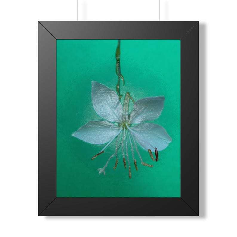 Etsy listing mockup: Pale beeblossom against a turquoise background in a black frame