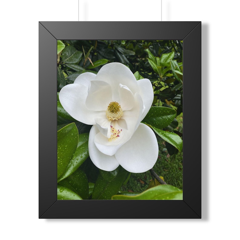 Etsy listing mockup: White magnolia bloom with raindrops against green foliage in a black frame