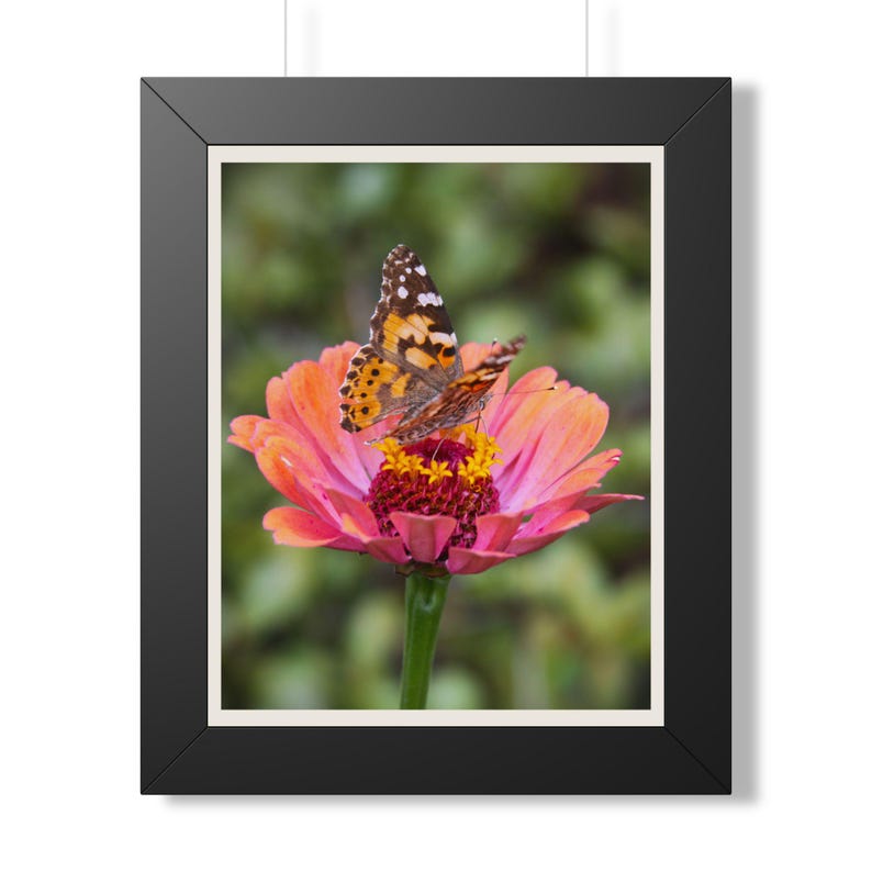 Etsy listing mockup: Painted lady butterfly resting on a pink zinnia in a black frame