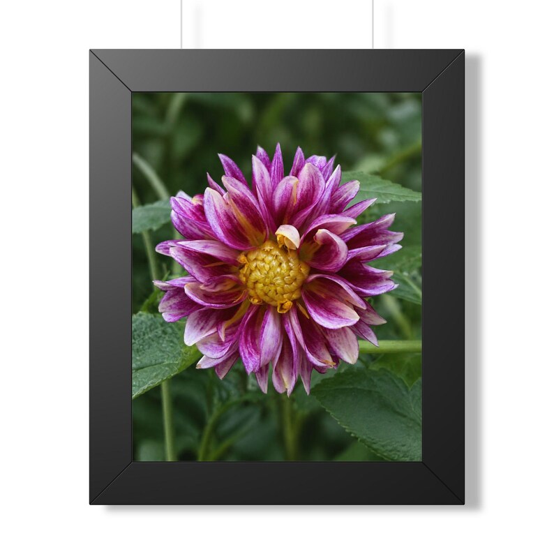 Etsy listing mockup: Purple dahlia with a golden center against green foliage in a black frame