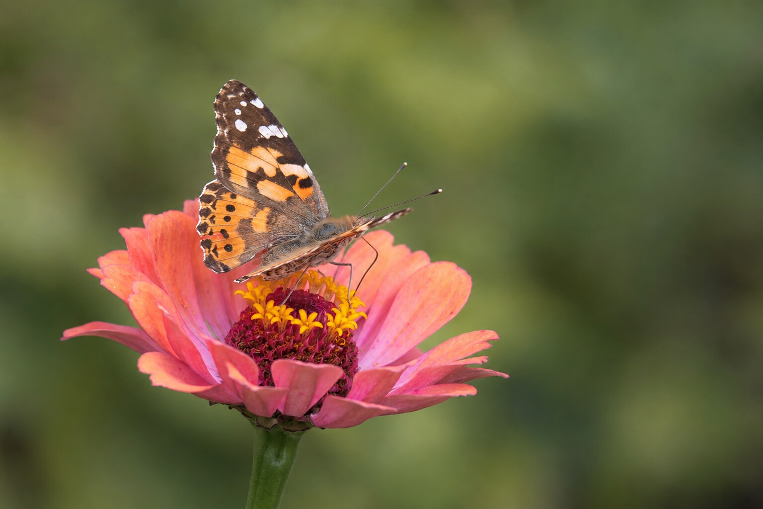 Painted lady butterfly resting on a coral zinnia