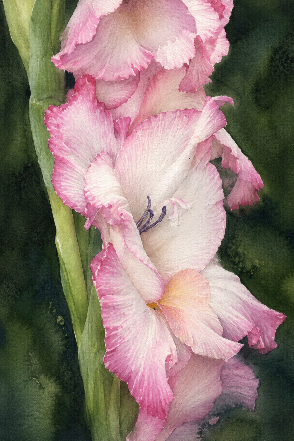 Pink-edged gladiolus in a painterly style